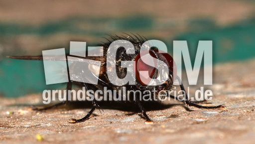 Graue Fleischfliege (7).jpg